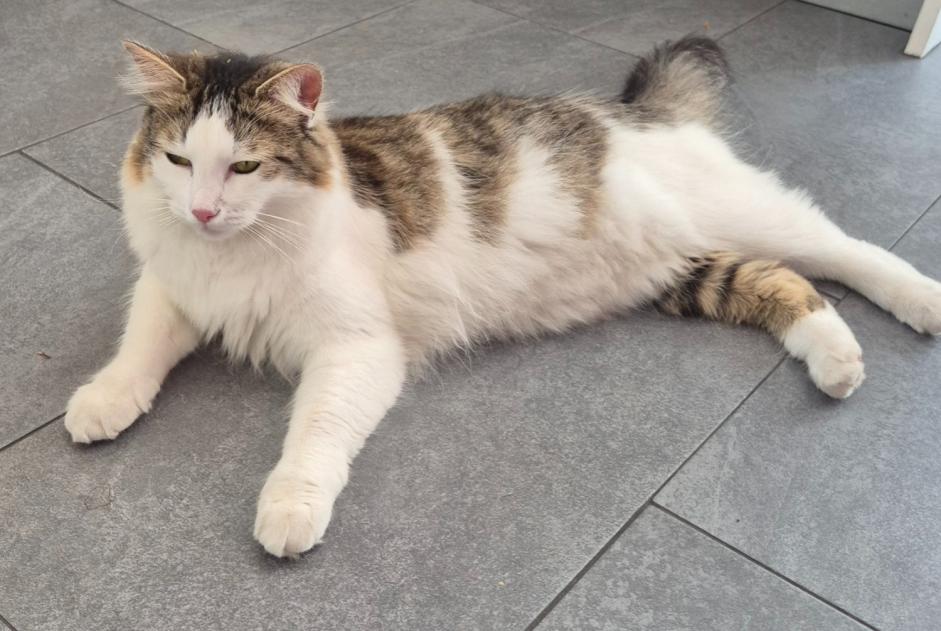 Vermisstmeldung Katze Männliche , 1 jahre Verrières-le-Buisson Frankreich Vermisstmeldung Katze Männliche , 1 jahre Verrières-le-Buisson Frankreich