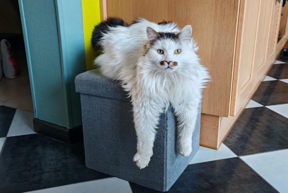 Vermisstmeldung Katze rassenmischung Männliche , 10 jahre Mesnil-en-Ouche Frankreich
