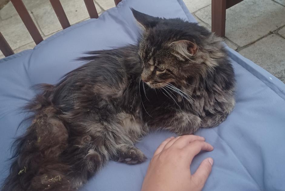 Discovery alert Cat  Unknown , 2 years Sylvains-Lès-Moulins France