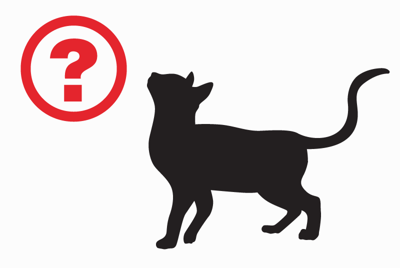 Alerta de Desaparición Gato cruce Macho , 10 años Gréoux-les-Bains Francia Alerta de Desaparición Gato cruce Macho , 10 años Gréoux-les-Bains Francia