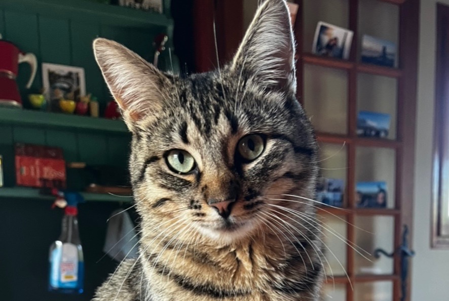 Alerte Disparition Chat  Femelle , 1 ans Habère-Poche France