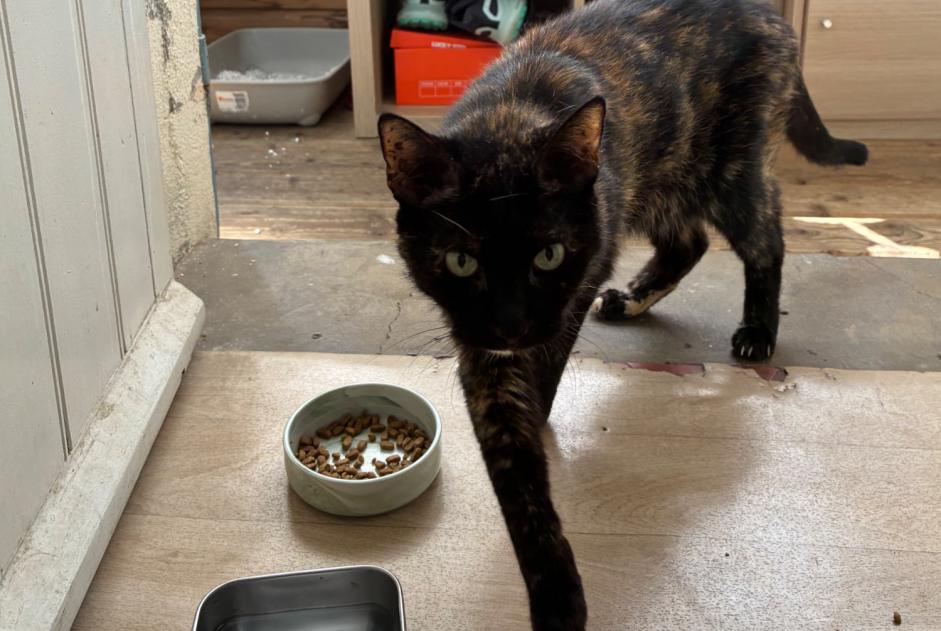 Alerte Découverte Chat Femelle Toulon France