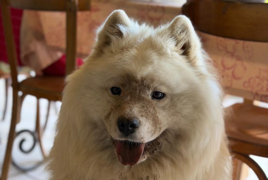 Alerte Disparition Chien Femelle , 3 ans Noyal-sous-Bazouges France Alerte Disparition Chien Femelle , 3 ans Noyal-sous-Bazouges France