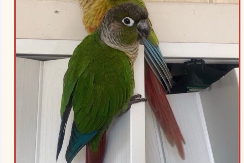 Alerte Disparition Oiseau Mâle , 2026 ans Annemasse France